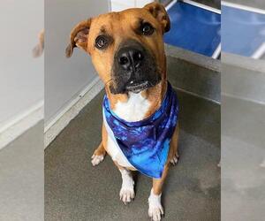 Labrador Retriever-Unknown Mix Dogs for adoption in San Antonio, TX, USA