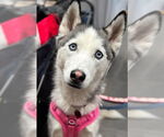 Small #2 Siberian Husky