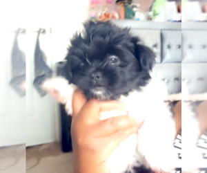 Shih Tzu Puppy for sale in SAINT LOUIS, MO, USA