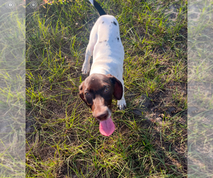German Shorthaired Pointer Puppy for sale in JACKSONVILLE, FL, USA