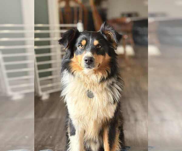 Medium Photo #1 Miniature Australian Shepherd Puppy For Sale in GLENWOOD, IN, USA