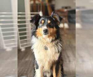 Father of the Miniature Australian Shepherd puppies born on 08/30/2025