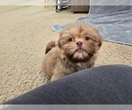 Small #7 Shih Tzu