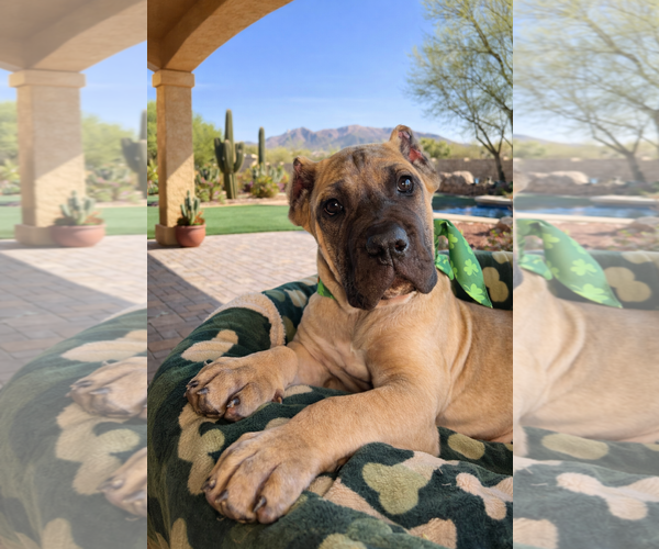 Medium Photo #1 Mutt Puppy For Sale in Goodyear, AZ, USA