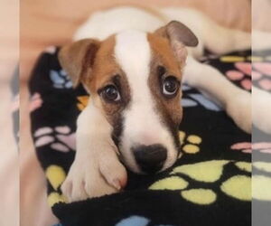 Jack Russell Terrier-Unknown Mix Dogs for adoption in Grafton, WI, USA