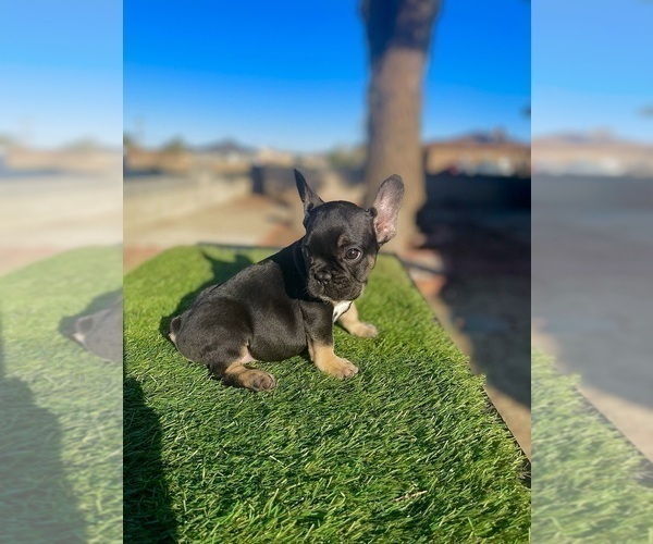 Medium Photo #6 French Bulldog Puppy For Sale in TUCSON, AZ, USA