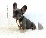 Small #3 French Bulldog