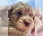 Puppy 4 Poochon-Poodle (Toy) Mix