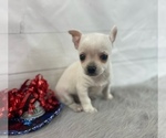 Puppy Diego Chihuahua