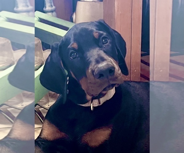 Medium Photo #2 Doberman Pinscher Puppy For Sale in SUMMERFIELD, NC, USA