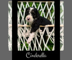 Small #4 Bernedoodle