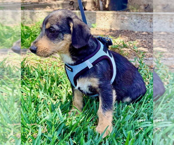 Medium Photo #2 Mutt Puppy For Sale in San Diego, CA, USA