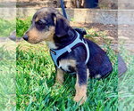 Small #1 Mutt