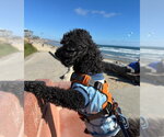 Small #1 Poodle (Miniature)