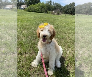 Goldendoodle mix (+ Poodle Standard) Puppy for sale in TAMPA, FL, USA
