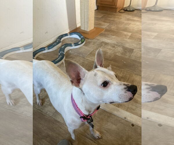 Medium Photo #7 Rat-Cha Puppy For Sale in San Diego, CA, USA