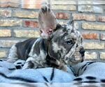 Small #6 French Bulldog