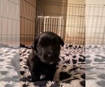 Puppy 2 Pomeranian-Poodle (Toy) Mix