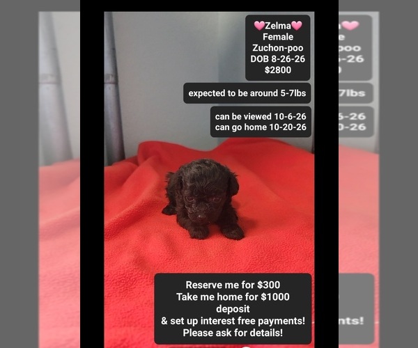 Medium Photo #1 Poodle (Toy)-Zuchon Mix Puppy For Sale in TUCSON, AZ, USA