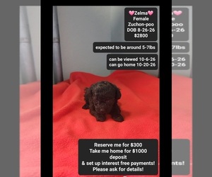 Poodle (Toy)-Zuchon Mix Puppy for sale in TUCSON, AZ, USA