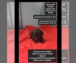 Zelma - Female Poodle (Toy)-Zuchon Mix Puppy for Sale - Small photo