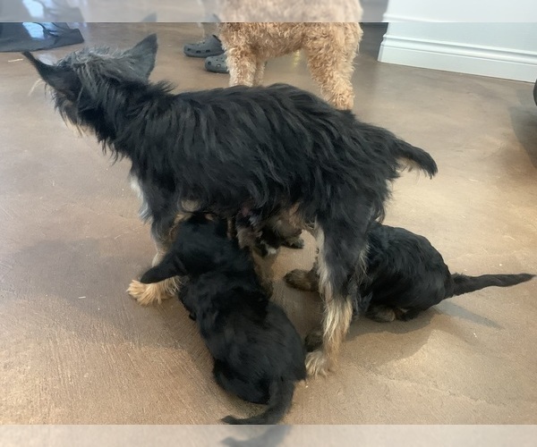 Medium Photo #11 Cavapoo-Yorkshire Terrier Mix Puppy For Sale in EL RENO, OK, USA