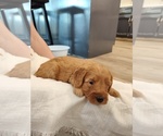Small #1 Goldendoodle (Miniature)