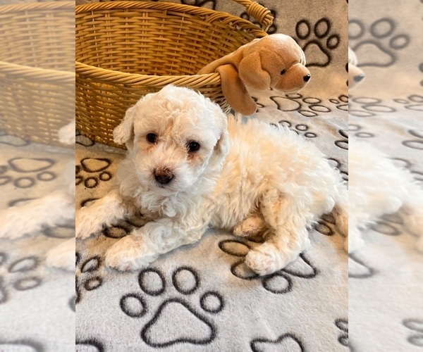 Medium Photo #4 Poochon Puppy For Sale in AUBURN, MA, USA
