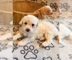 Small #3 Poochon