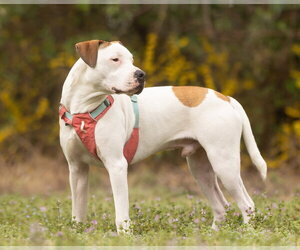 American Pit Bull Terrier-Unknown Mix Dogs for adoption in Cary, NC, USA