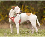 Small American Pit Bull Terrier Mix