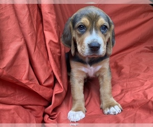 American Foxhound Puppy for sale in AIKEN, SC, USA