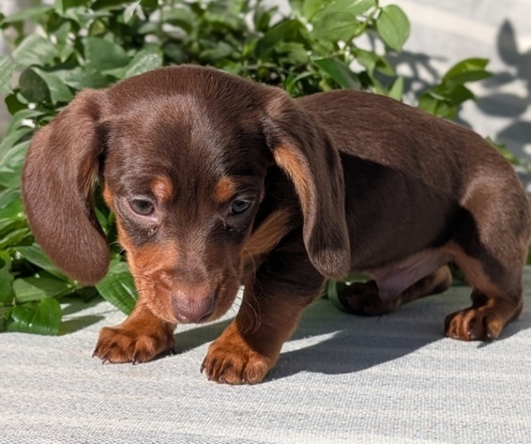 Medium Photo #37 Dachshund Puppy For Sale in GOSHEN, IN, USA