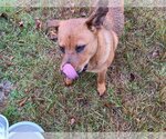 Small Photo #3 Chow Chow-Labrador Retriever Mix Puppy For Sale in Orangeburg, SC, USA