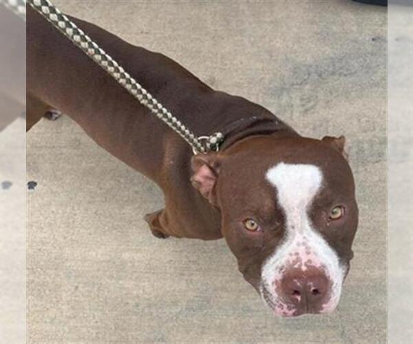 Medium Photo #1 American Bulldog-Unknown Mix Puppy For Sale in Oklahoma City, OK, USA