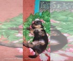 Small Photo #106 Yorkshire Terrier Puppy For Sale in AKRON, OH, USA