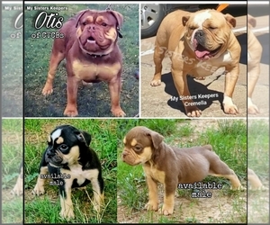 Olde English Bulldogge Puppy for sale in CANTON, OH, USA