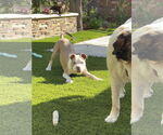 Small #3 American Pit Bull Terrier Mix