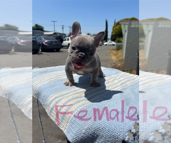 Medium Photo #4 French Bulldog Puppy For Sale in MONTEBELLO, CA, USA