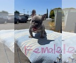 Puppy Hot pink collar French Bulldog