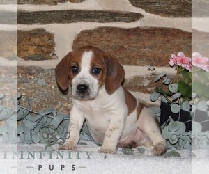 Jack-A-Bee Puppy for sale in STEWARTSTOWN, PA, USA