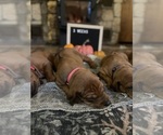 Small #2 Rhodesian Ridgeback