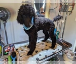 Small #38 Poodle (Standard)