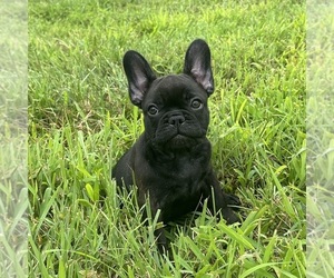 French Bulldog Puppy for sale in ANNAPOLIS, MD, USA