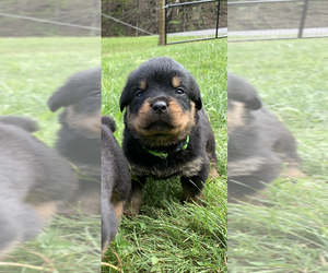Rottweiler Puppy for sale in FROSTBURG, MD, USA