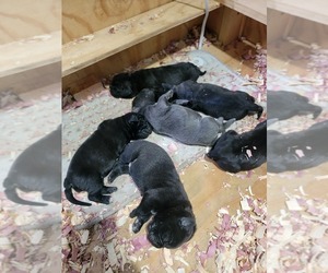 Cane Corso Puppy for sale in AKRON, OH, USA
