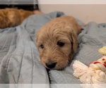 Small Photo #17 Goldendoodle Puppy For Sale in ASHFORD, WA, USA