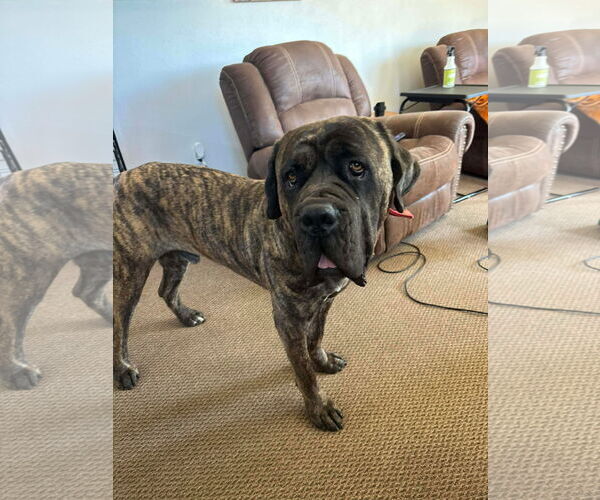 Medium Photo #3 Mutt Puppy For Sale in NEWPORT NH, NH, USA