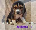 Small #3 Beagle