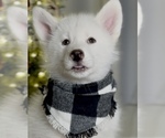 Puppy Bonsai Siberian Husky